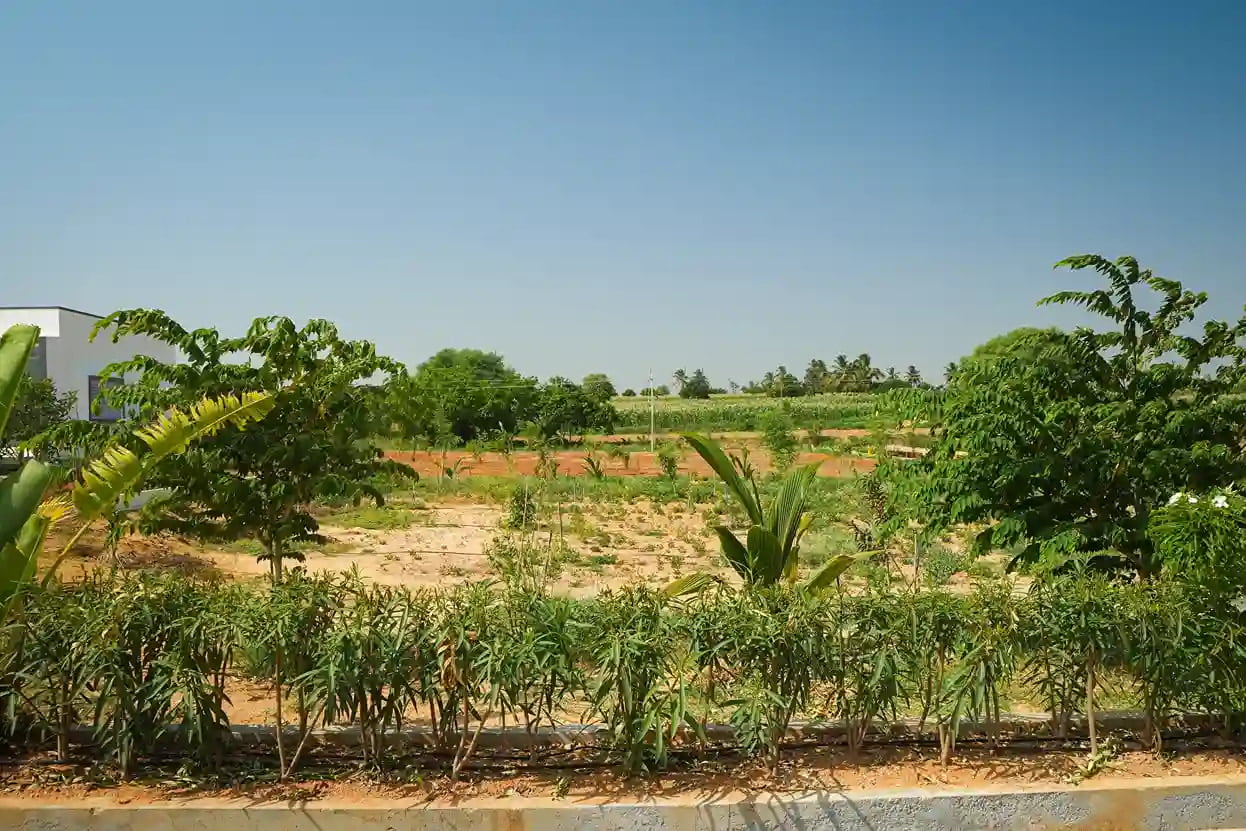 Manor Farm Images 10